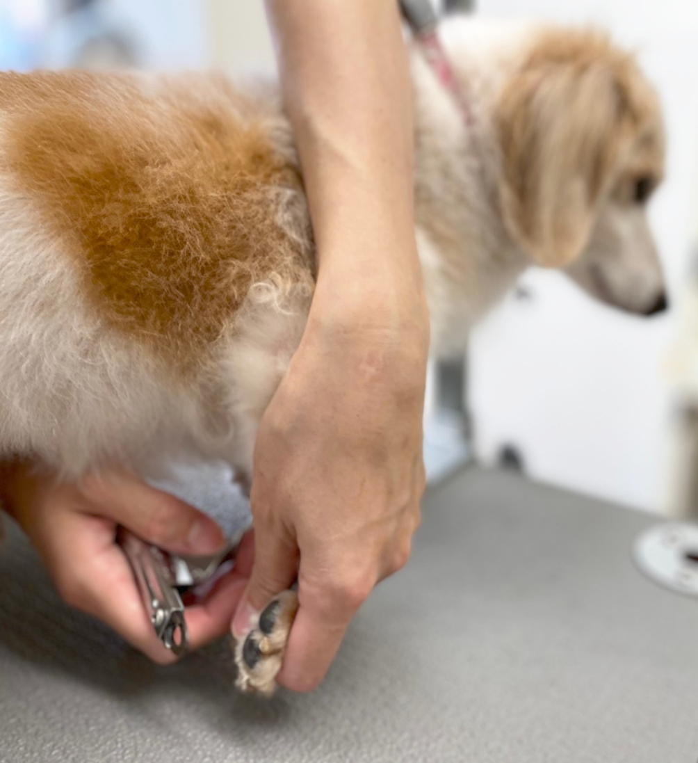 Lesson お手入れ教室 トリミングサロン ペットホテル 立川市 Dog Place Oasis